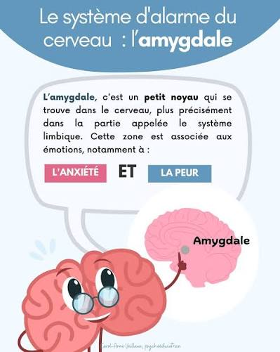 amygdale