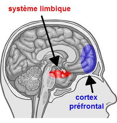 systeme limbique 1